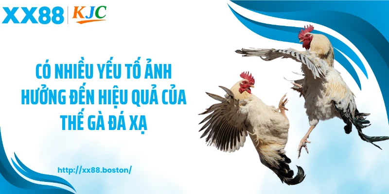 Có nhiều yếu tố ảnh hưởng đến hiệu quả của thế gà đá xạ