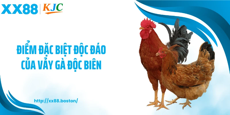 Điểm đặc biệt độc đáo của vảy gà độc biên