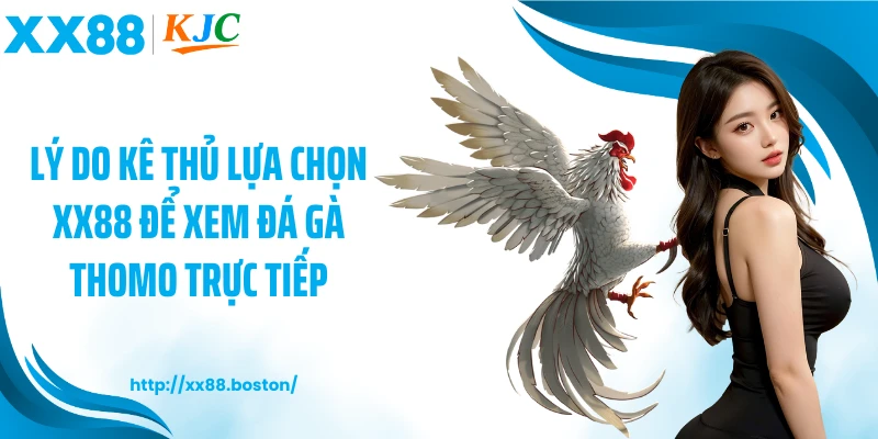 Lý do kê thủ lựa chọn XX88 để xem đá gà thomo trực tiếp